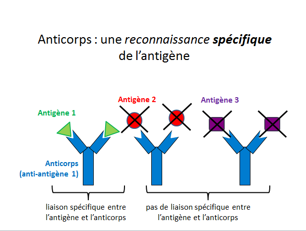 La recherche des anticorps anti-tissus